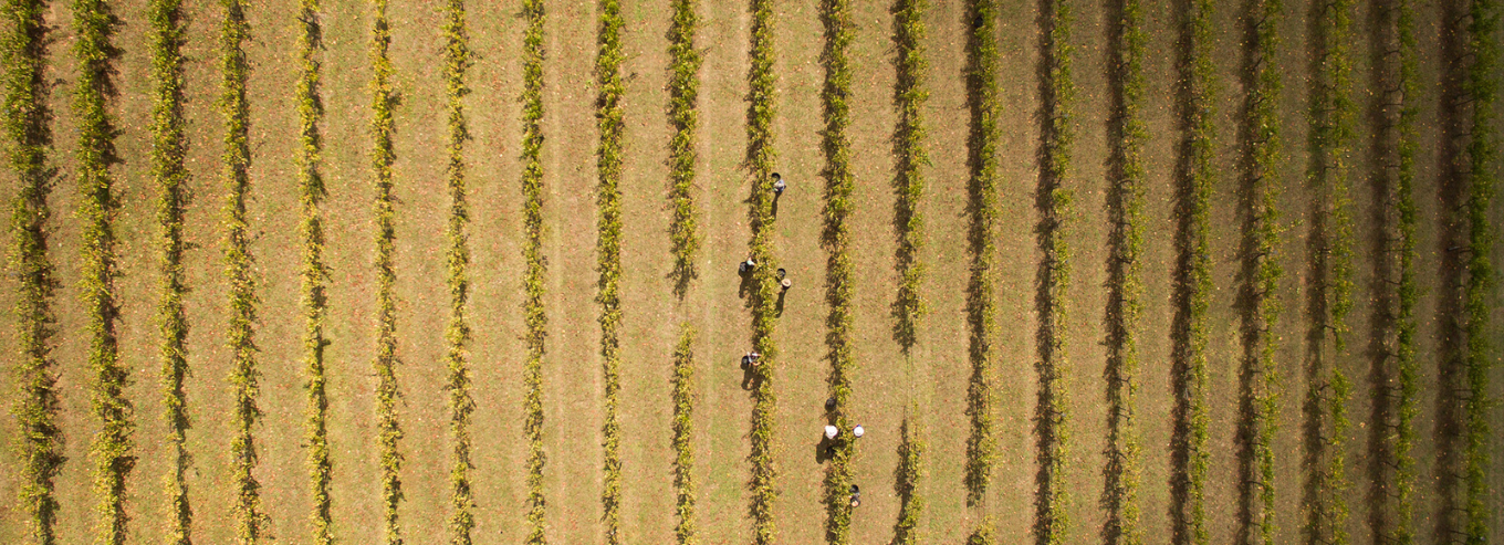Aerial shots of Gundog Estate vineyard with people